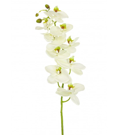 Phalaenopsis artificielle blanche