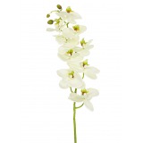 Phalaenopsis artificielle blanche