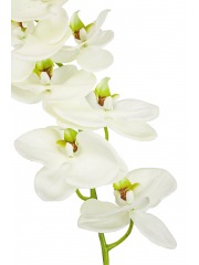 Phalaenopsis artificielle blanche