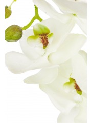 Phalaenopsis artificielle blanche