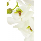 Phalaenopsis artificielle blanche