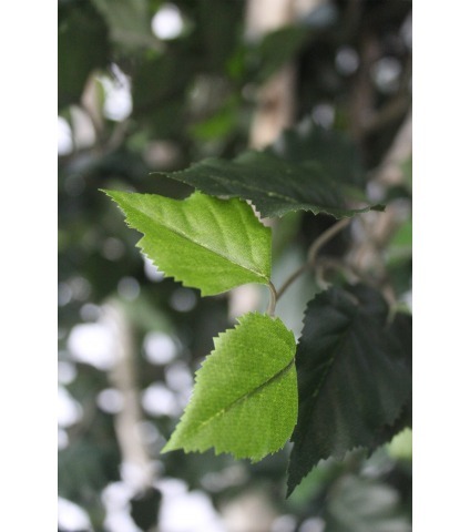 Bouleau artificiel multi-tronc