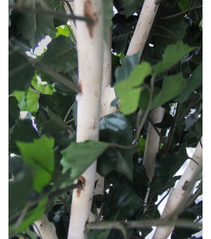 Bouleau artificiel multi-tronc