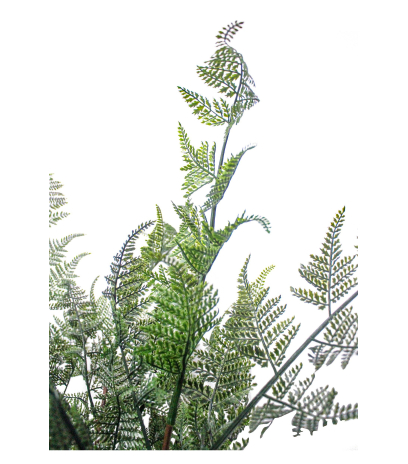 Fougère sauvage artificielle