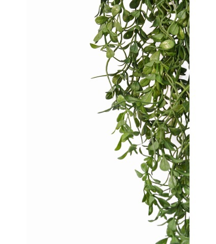 Chute de pourpier artificiel