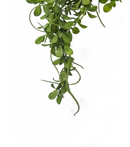 Chute de pourpier artificiel