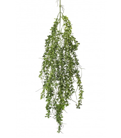 Chute de pourpier artificiel