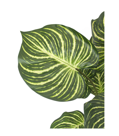 Aphelandra artificiel en pot