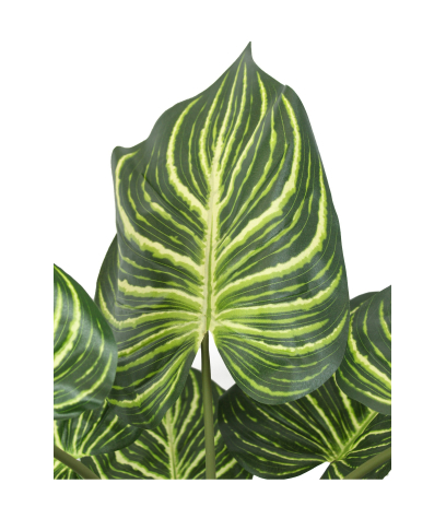 Aphelandra artificiel en pot