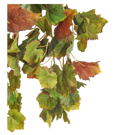 Chute de vigne automnale artificielle