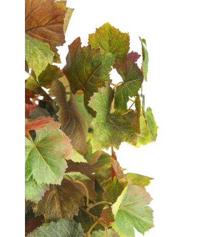 Chute de vigne automnale artificielle