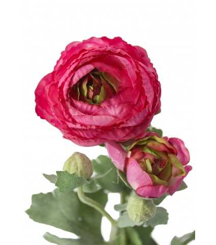 Renoncule artificielle fuchsia