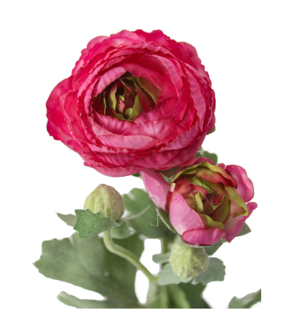 Renoncule artificielle fuchsia