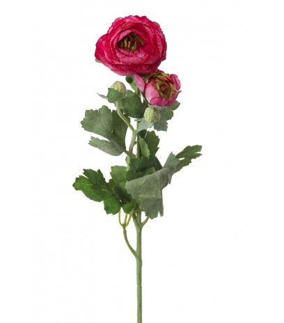 Renoncule artificielle fuchsia