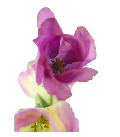 Tige de lisianthus artificiel violet