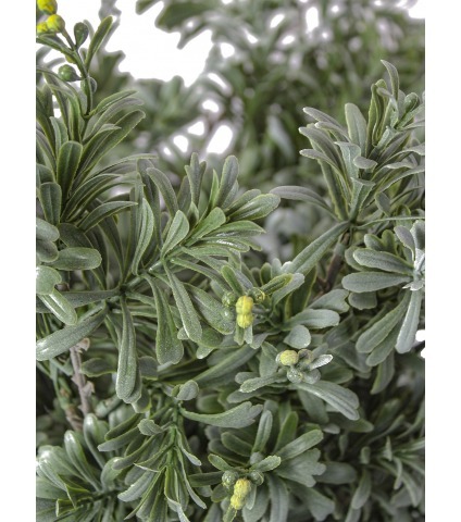 Crossosthephium artificiel