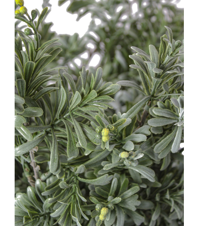 Crossosthephium artificiel