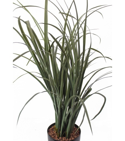 Verveine des Indes artificielle
