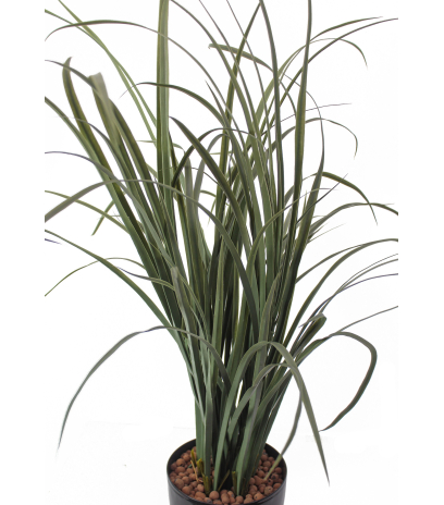Verveine des Indes artificielle