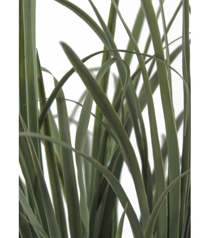 Verveine des Indes artificielle