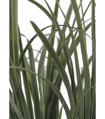 Verveine des Indes artificielle