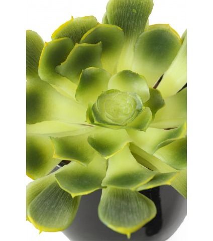 Crassula aeonium arboreum artificiel