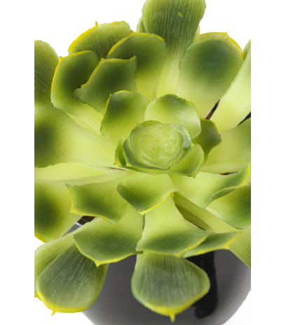 Crassula aeonium arboreum artificiel