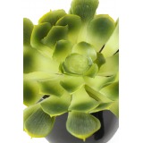 Crassula aeonium arboreum artificiel