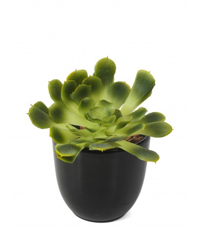 Crassula aeonium arboreum artificiel