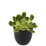 Crassula aeonium arboreum artificiel