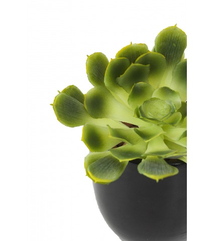 Crassula aeonium arboreum artificiel