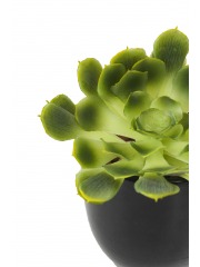 Crassula aeonium arboreum artificiel