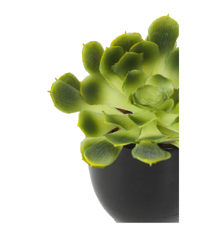 Crassula aeonium arboreum artificiel