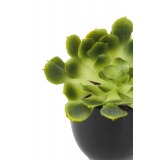 Crassula aeonium arboreum artificiel