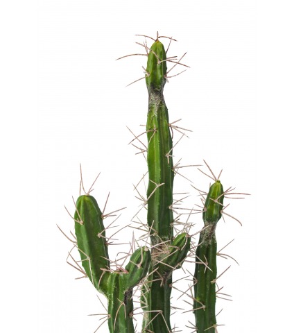 Cactus colonnaire artificiel