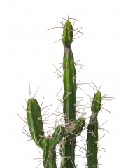 Cactus colonnaire artificiel