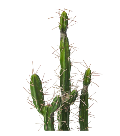 Cactus colonnaire artificiel