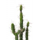 Cactus colonnaire artificiel