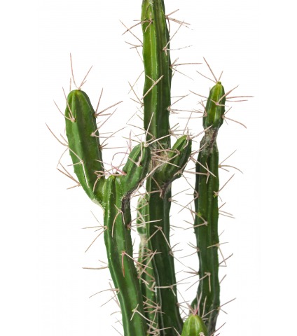 Cactus colonnaire artificiel