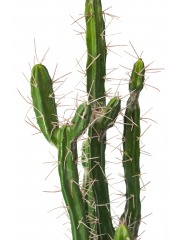 Cactus colonnaire artificiel