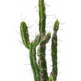 Cactus colonnaire artificiel