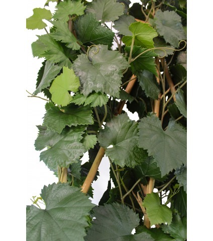 Cloison végétale artificielle de vigne