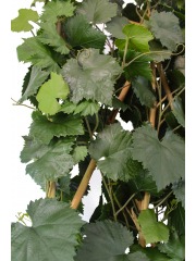 Cloison végétale artificielle de vigne