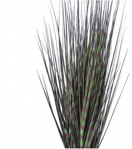 Miscanthus zebrinus artificiel