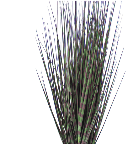 Miscanthus zebrinus artificiel