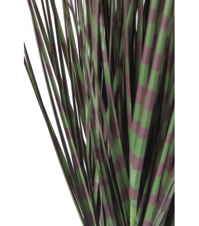 Miscanthus zebrinus artificiel