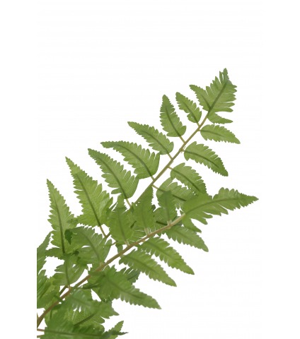 Fougère plume d'autruche artificielle