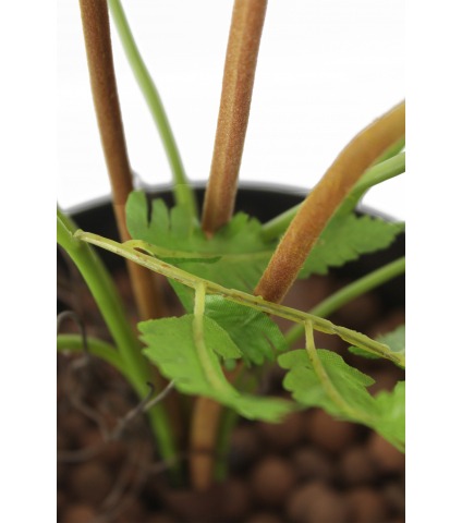 Fougère plume d'autruche artificielle