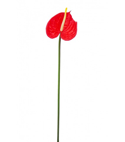 Anthurium artificiel sur tige