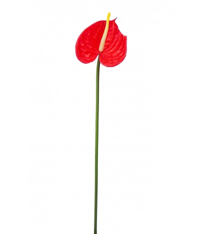 Anthurium artificiel sur tige